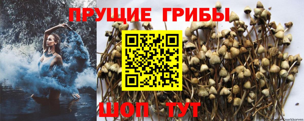 Апшеронск  Галлюциногенные грибы мухоморы  Вход с VPN 